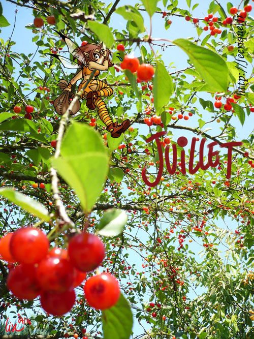 calendrier des petites fées féerique juillet et les cerises rouges